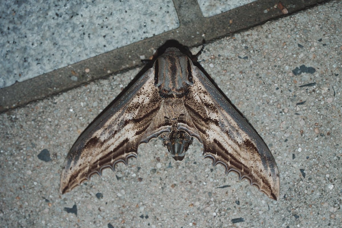 メロンクリーム/Melon-Kream tweet media