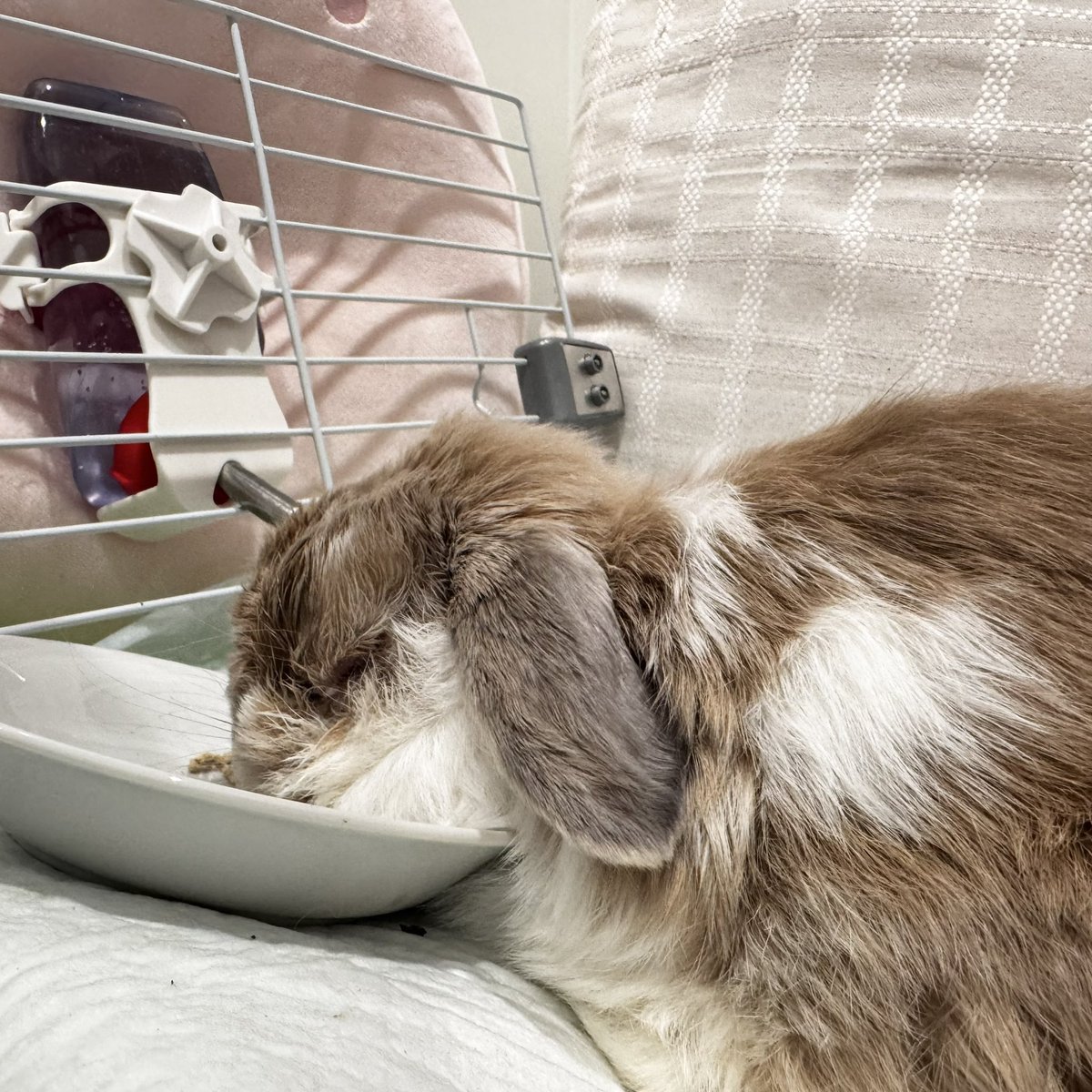 RabbitMore｛お返事ゆっくりです🙇‍♀️🐇🎨） tweet media