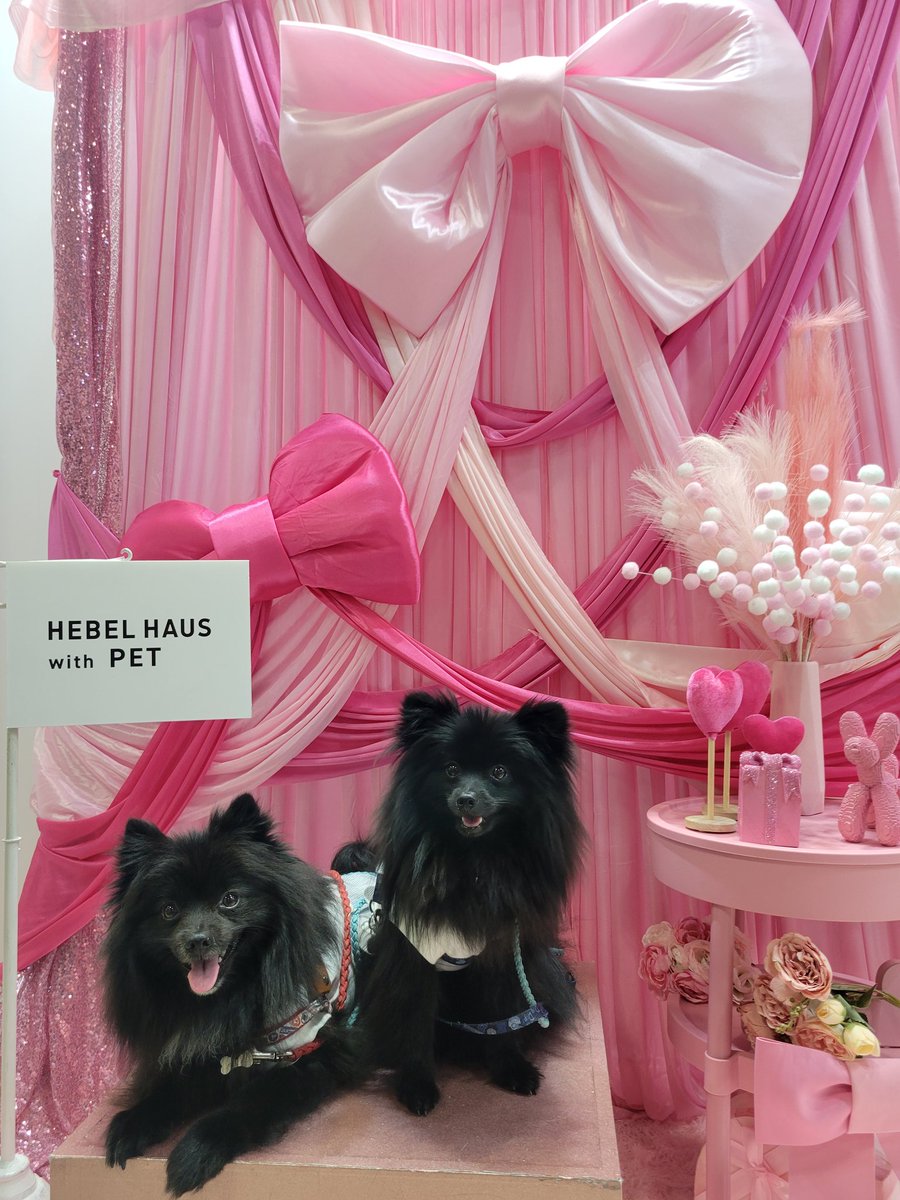 黒ぽめのエルとライ tweet media