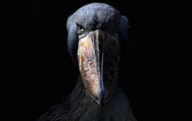 felix ¹⁹ 💭 tweet media