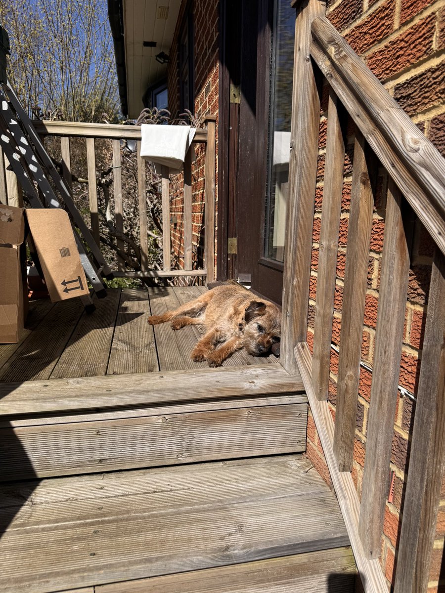 Sir Clapton Terrier tweet media