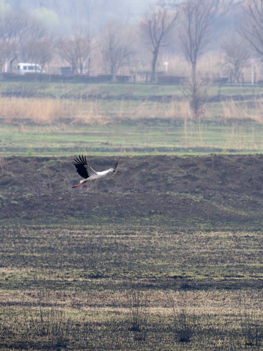 枝を運ぶ

#野鳥
#コウノトリ