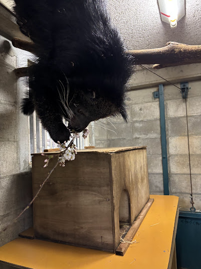 長野市茶臼山動物園【公式】 tweet media