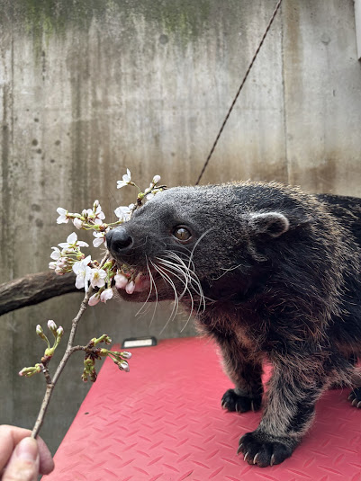 長野市茶臼山動物園【公式】 tweet media