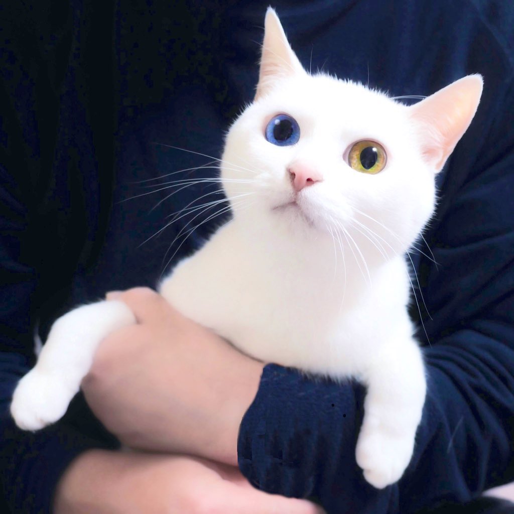 るかくらさん tweet media