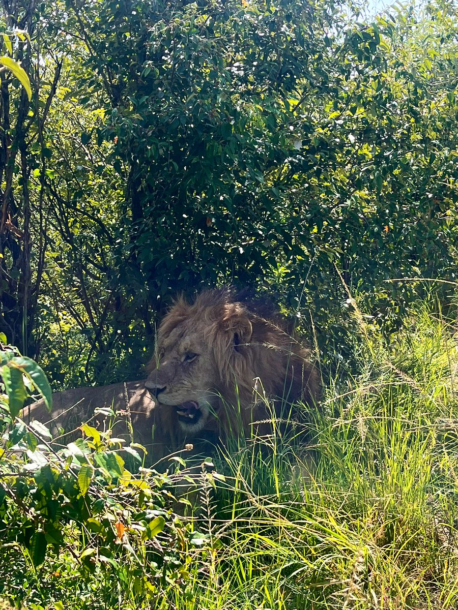 themkare's tweet photo. Girl on safari files 📌
The Masai Mara 

How cool is that last slide 😅 https://t.co/k6p80A3KTi