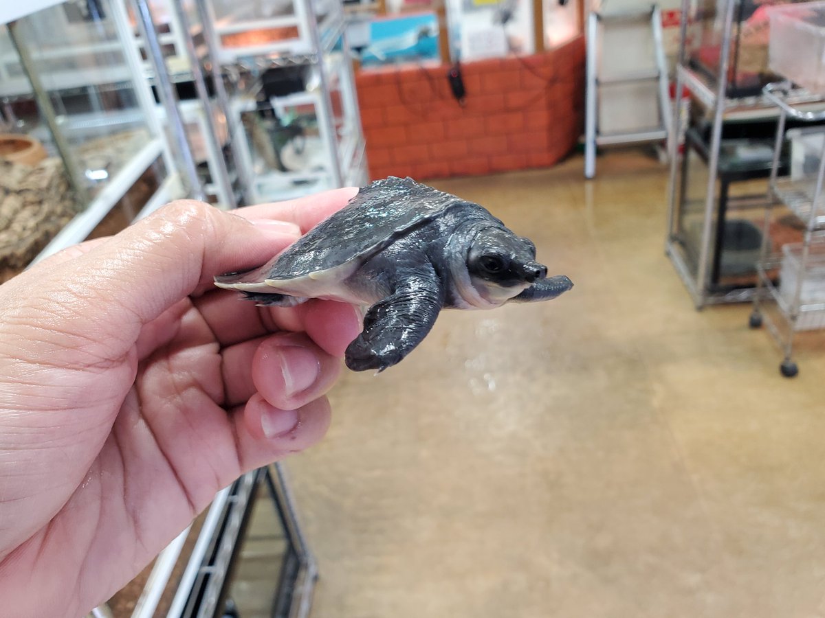 ペポニ@リミックスインター店 tweet media