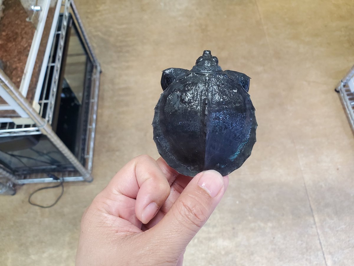 ペポニ@リミックスインター店 tweet media