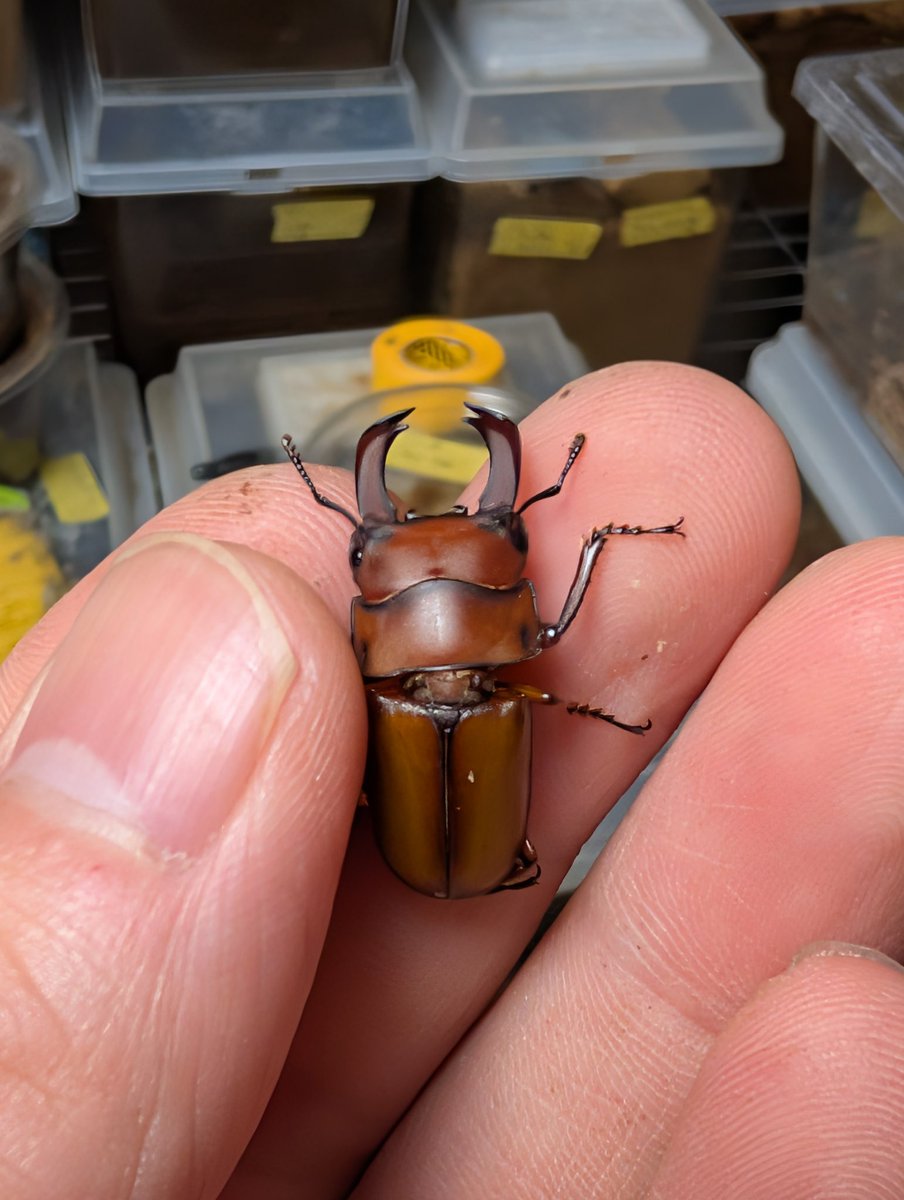 虫の兄ちゃん@兜鍬武蔵 tweet media