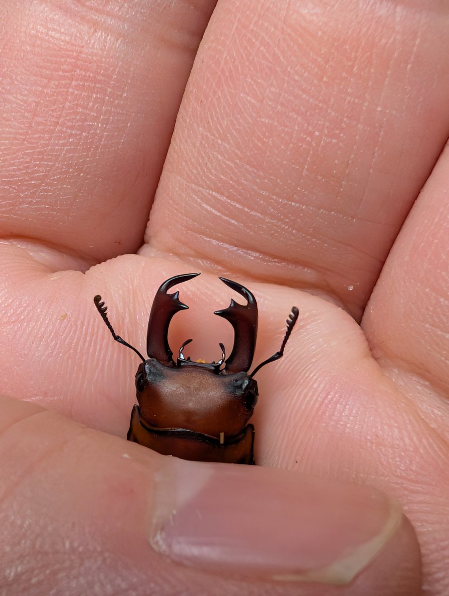 虫の兄ちゃん@兜鍬武蔵 tweet media