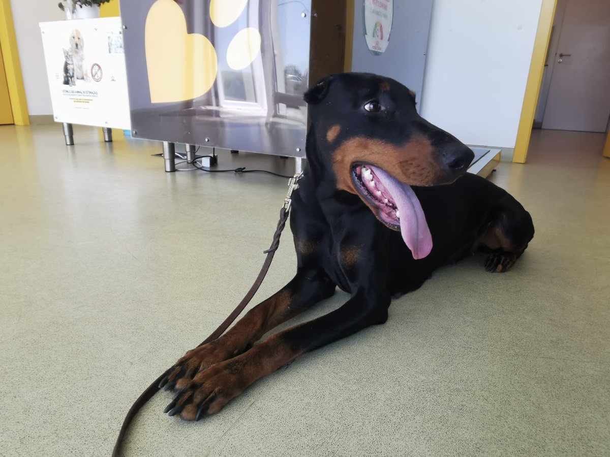 TheDobermanGuy tweet media