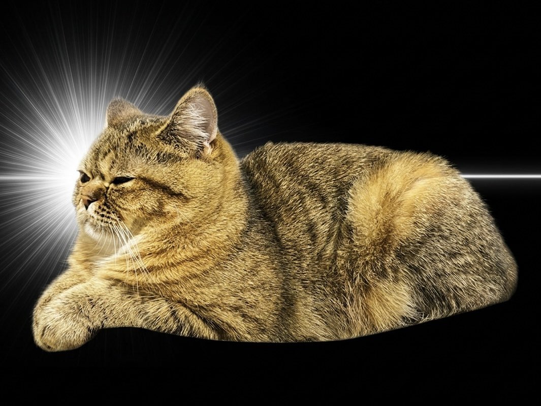 ミヌエットのモペットちゃん tweet media