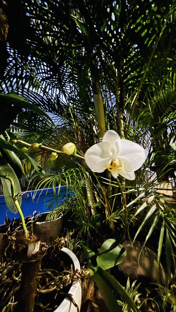 e.yuliastuti juwardi™ tweet media