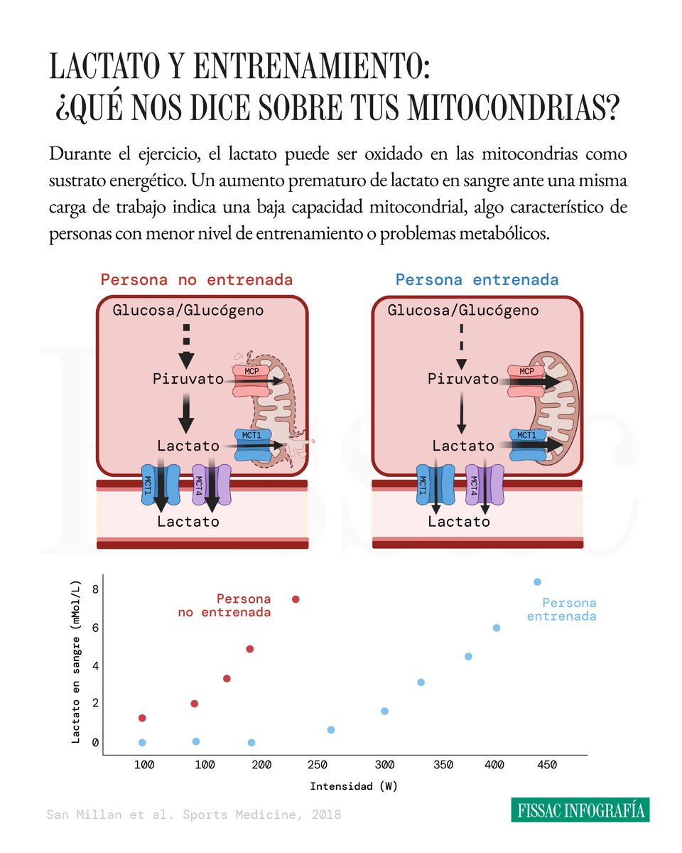 Fissac_es's tweet photo. 🔴 Lactato: ¿qué es y para qué medirlo?

El lactato ha ganado una gran popularidad en ámbitos muy diversos, desde el cáncer hasta el rendimiento deportivo. De hecho, cómo el organismo lo produce en situaciones de reposo o a diferentes intensidades de ejercicio puede ser un buen indicador del estatus metabólico de un paciente o de un deportista.

Por ejemplo, existe una gran diferencia en los niveles de lactato entre personas con distintos niveles de entrenamiento. Ante una determinada carga externa, se observan menores niveles de lactato cuanto mayor es el nivel de entrenamiento del sujeto.

Esta diferencia en la respuesta del lactato entre poblaciones con capacidades metabólicas diferentes podría deberse, en gran parte, a la salud mitocondrial.

Por ello, un aumento prematuro del lactato en sangre durante el ejercicio indicaría una baja capacidad de las mitocondrias para oxidar este sustrato de manera eficiente.

✍️ En este artículo, el investigador José Antonio Benítez Muñoz, doctor en Ciencias de la Actividad Física y del Deporte e investigador en el Laboratorio de Fisiología del Esfuerzo (INEF Madrid), analiza desde la base qué es el lactato, cómo medirlo y cómo podemos utilizarlo para determinar el estado de entrenamiento.

Si eres deportista o entrenador, te recomendamos encarecidamente su lectura.

Puedes leerlo pinchando en el link 👇
https://t.co/AWm0WM6gAv