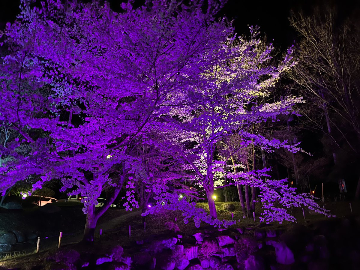 まくちん tweet media