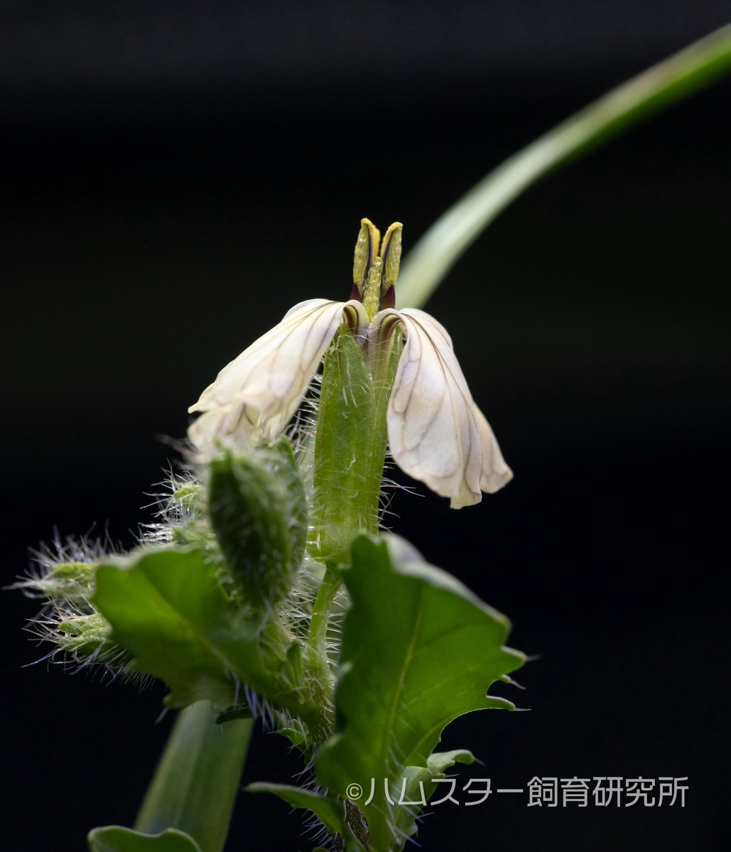 ジャンガリアン飼育研究所@所長:つん tweet media