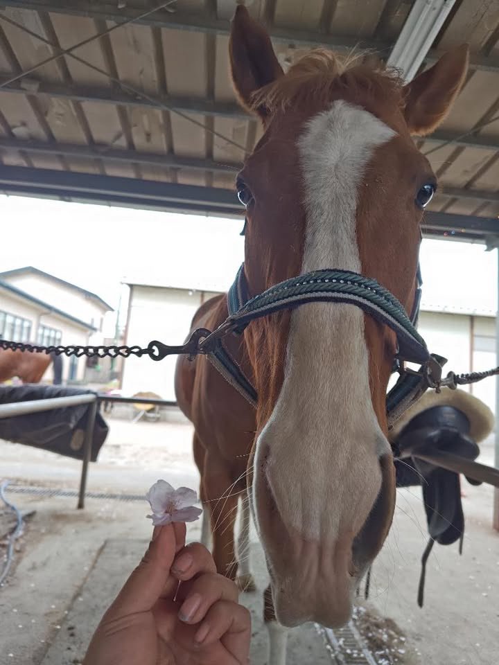 エクレール（競走馬名カガヤキハリマオー） tweet media