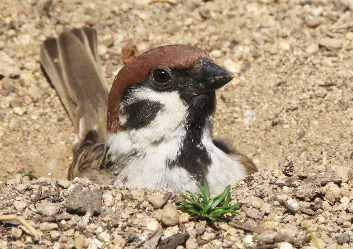 片柳弘史 tweet media