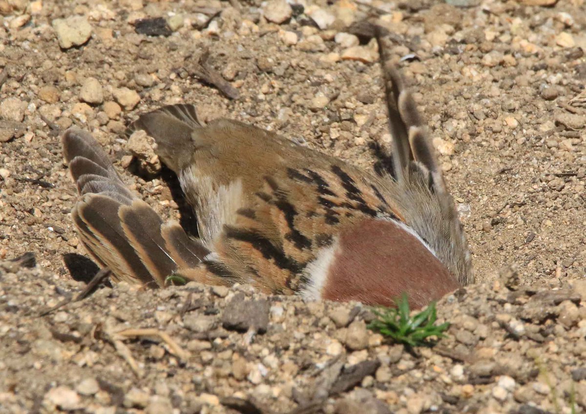 片柳弘史 tweet media