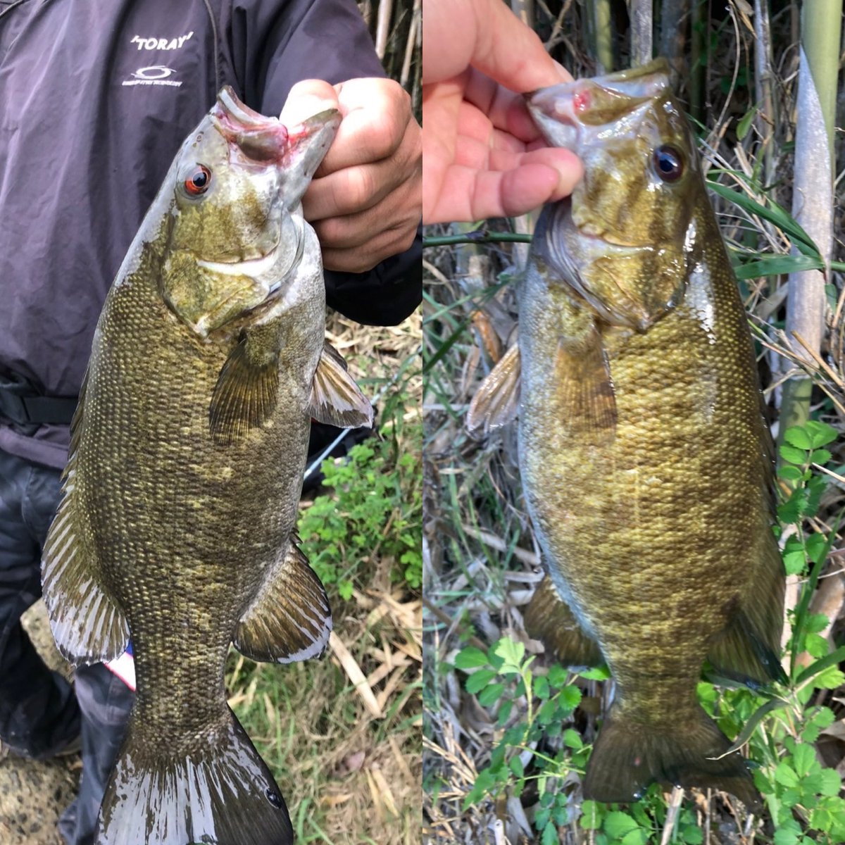 電撃ゴルゴ tweet media