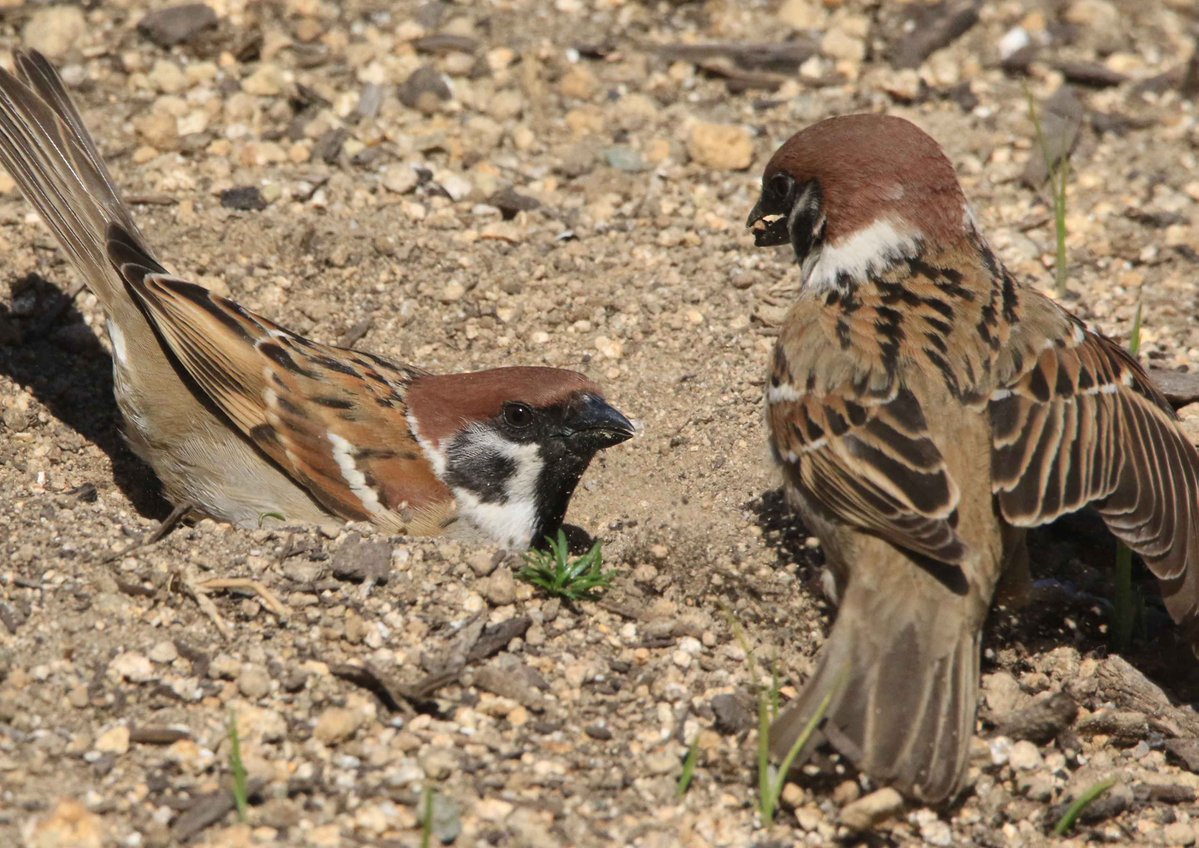 片柳弘史 tweet media