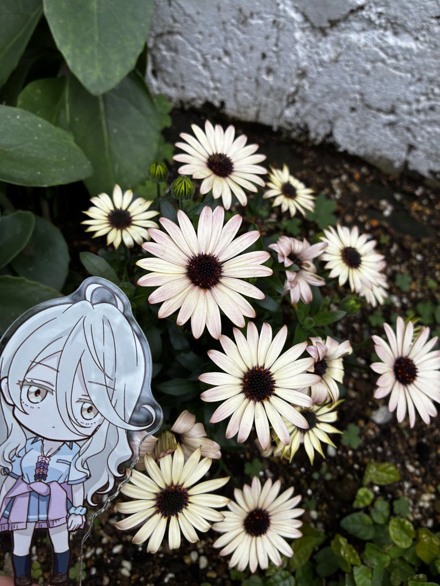 とくじぃ（マレーちゃん） tweet media