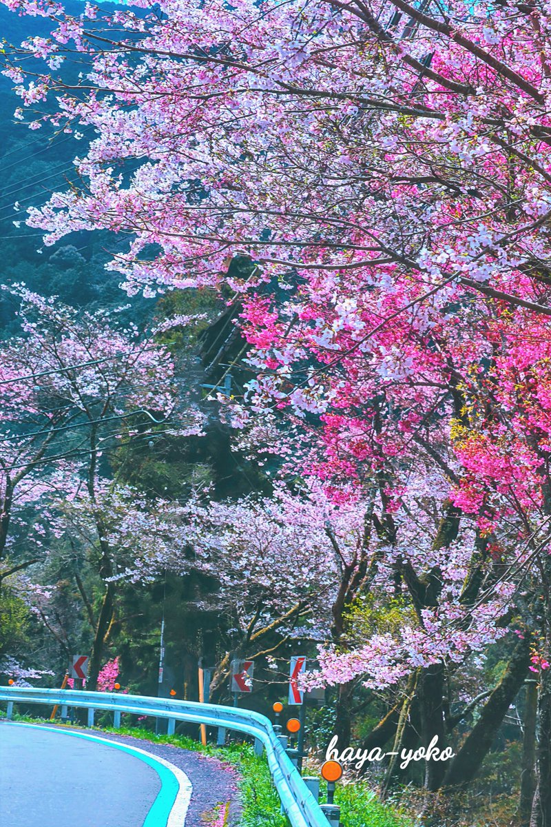 haya-yoko(引用リポスト❎️です) tweet media