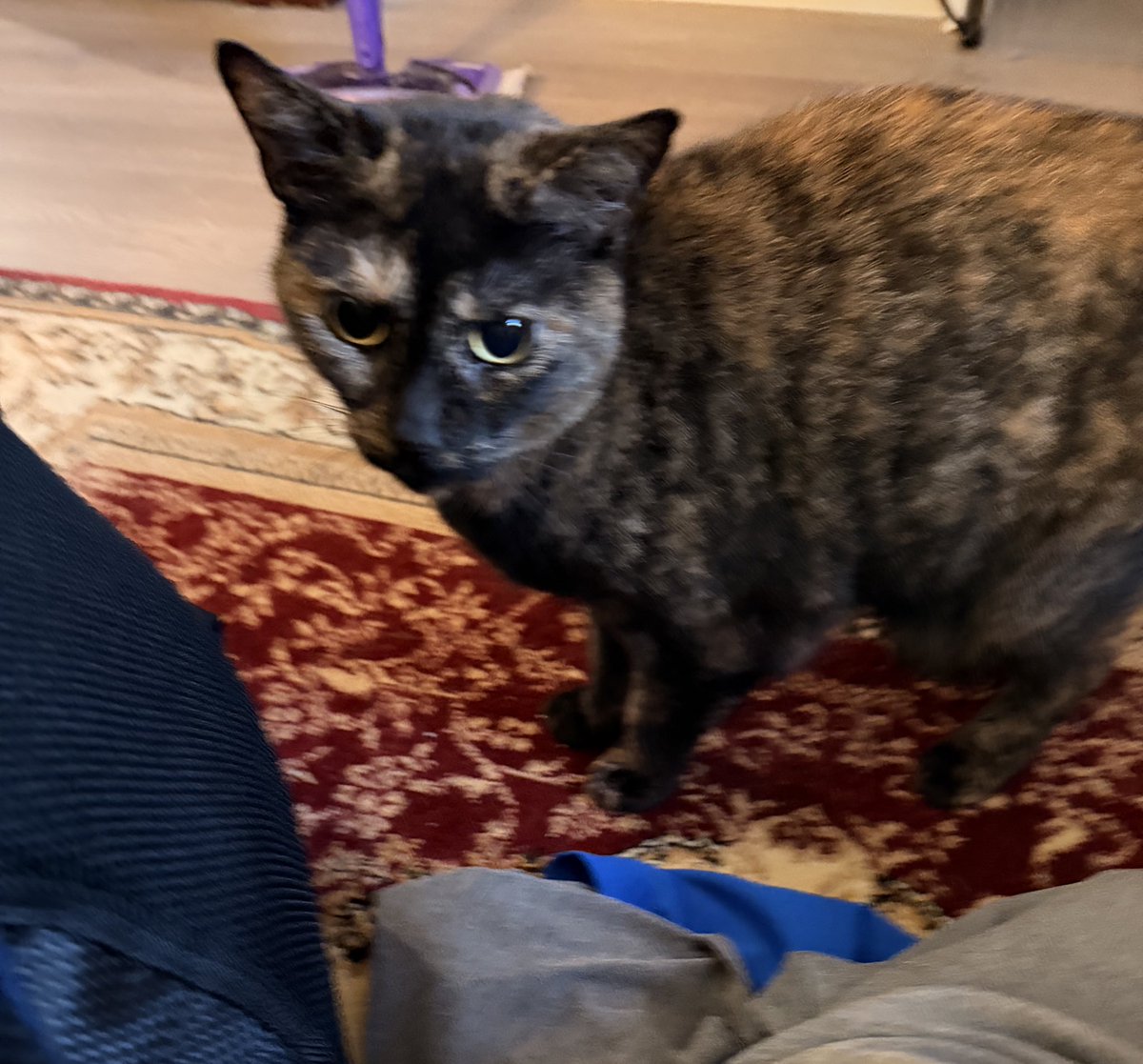 freya (4 yearce oald) tweet media