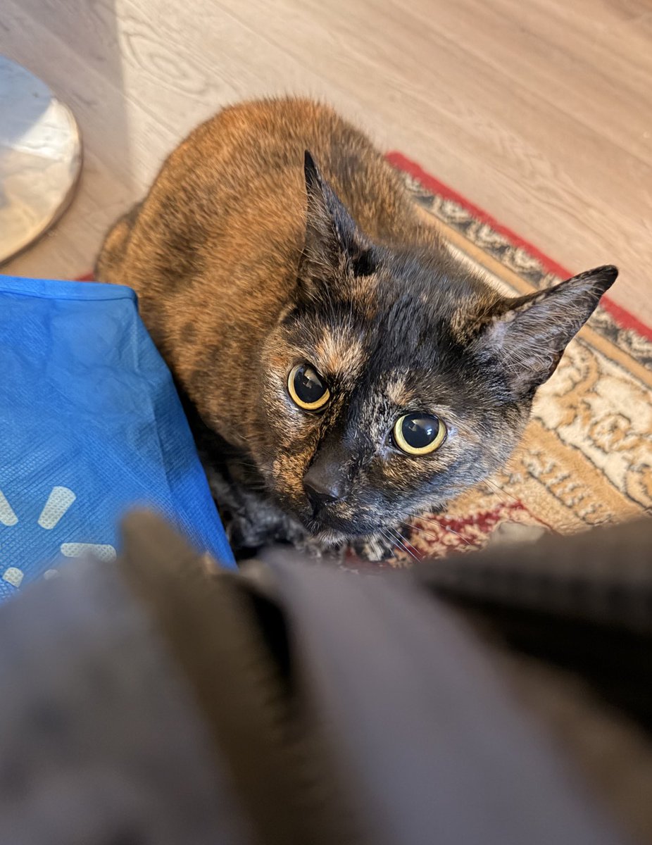 freya (4 yearce oald) tweet media