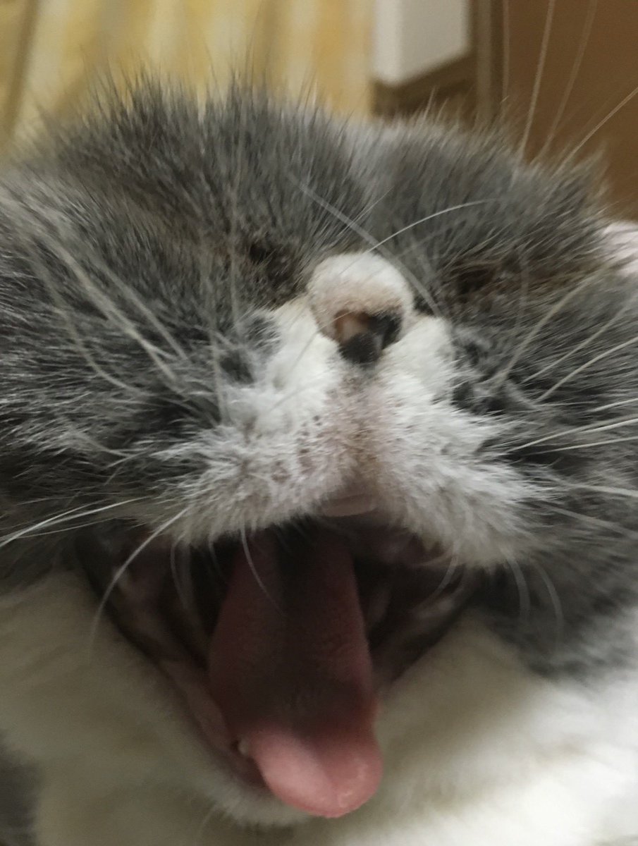 ぬこにゃん tweet media