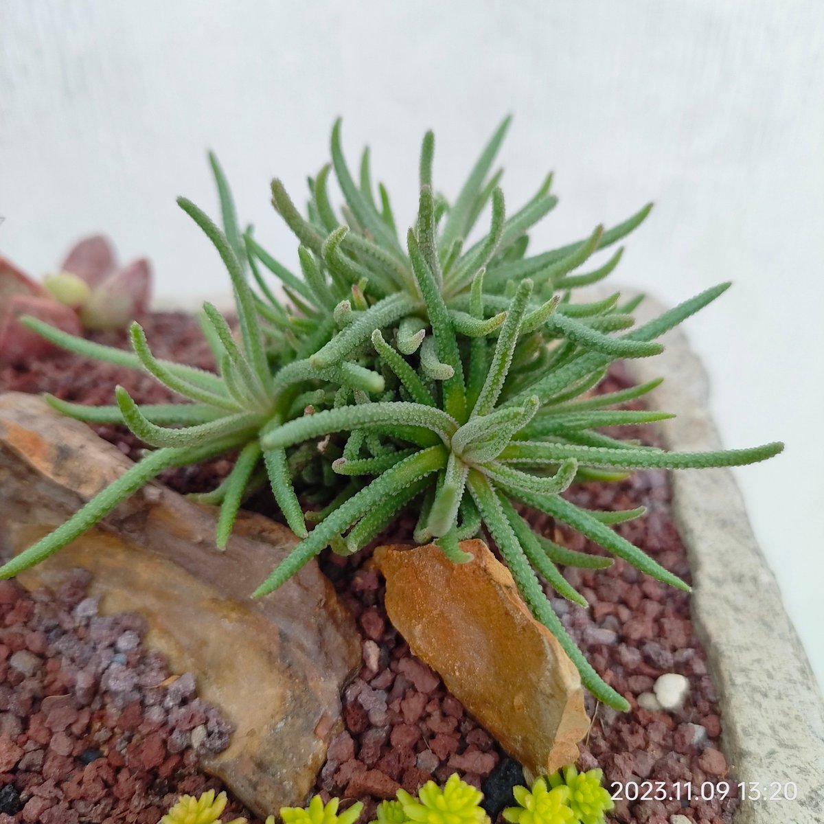 Allexstill's tweet photo. "Turn an old glass jar into a cute plant pot! Clean it, add pebbles + soil, pop in a succulent—done!  #UpcycleHacks #DIYHome" https://t.co/j07qemcimQ