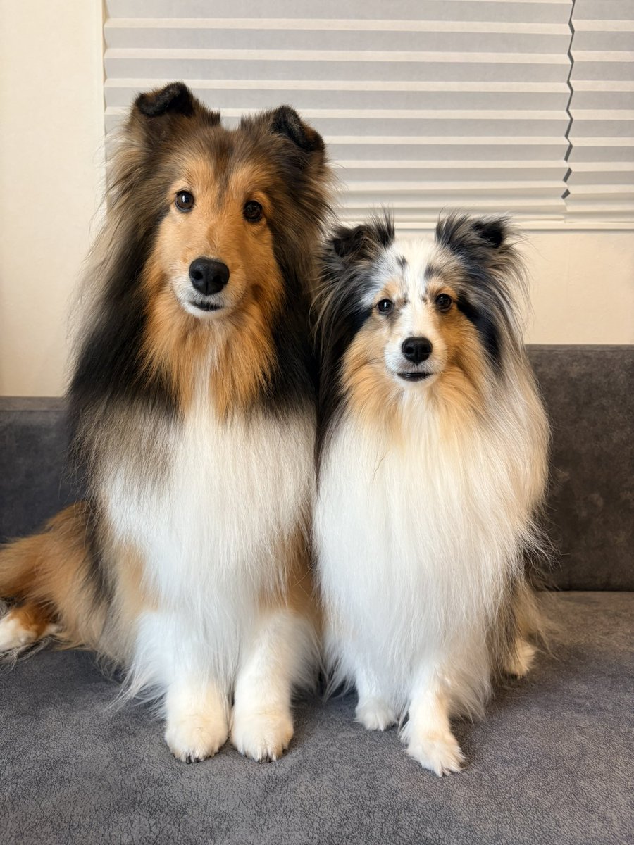 こわた＋こいと tweet media