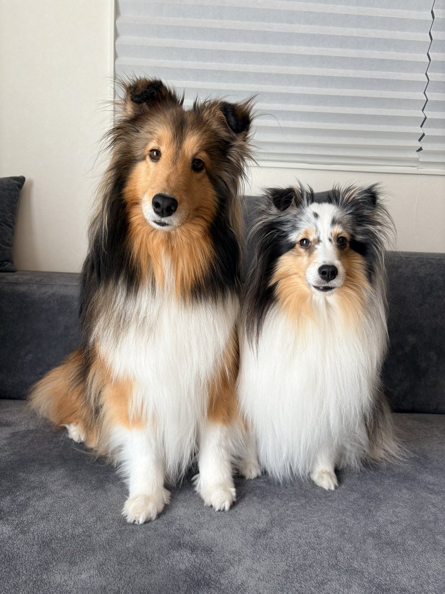 こわた＋こいと tweet media