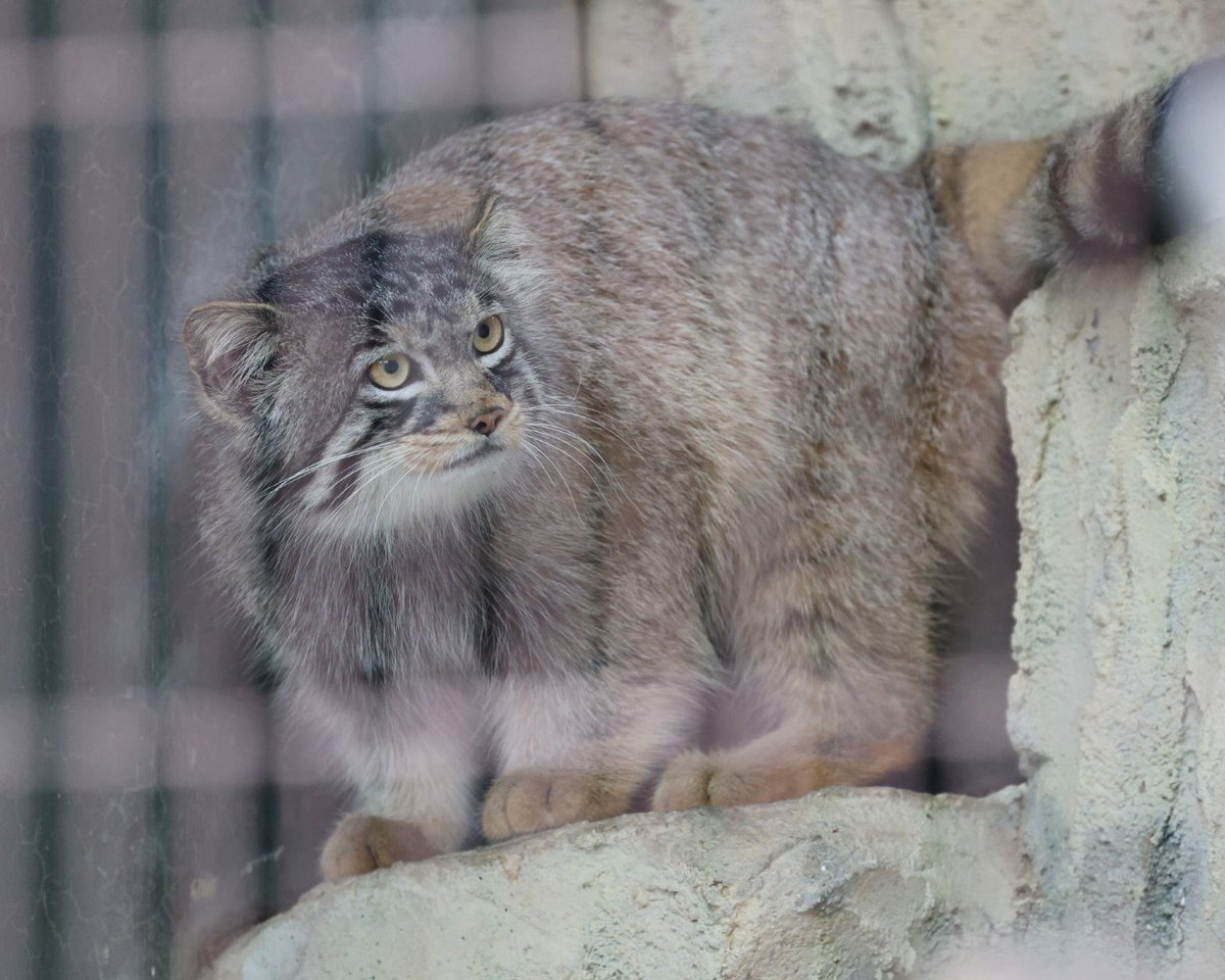 やまこじ tweet media