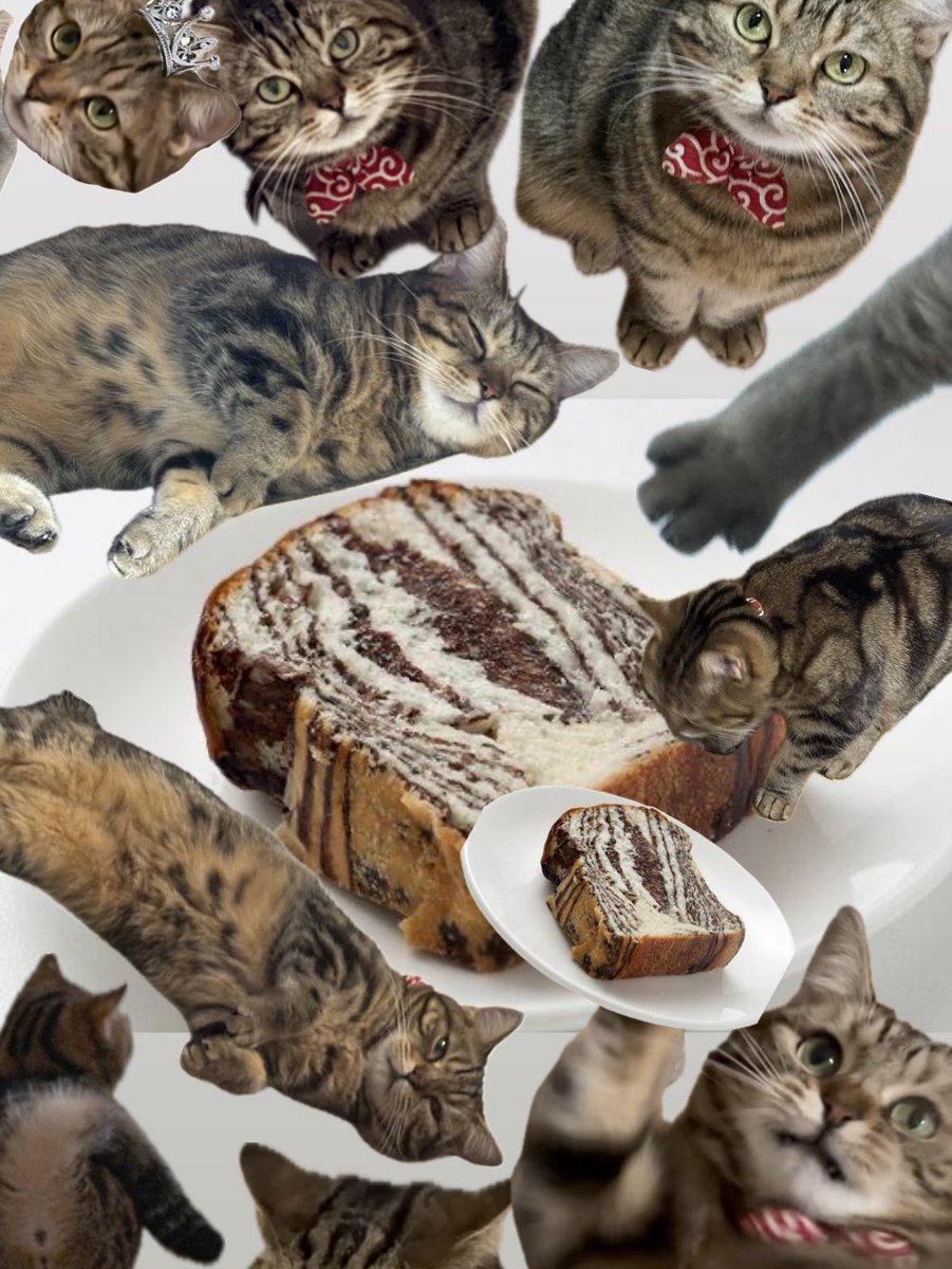 長毛アメショと短毛アメショ tweet media