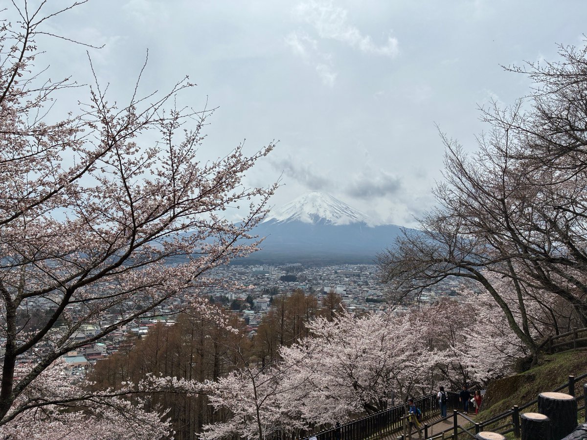 S3RSZK's tweet photo. 桜満開の新倉山行ってきました。・・が、五重塔と一緒の写真は60分以上待ちって言われて諦めました。。大体95%くらい外国人観光客でした。。オーバーツーリズムで今年は桜まつり中止だとか。。 https://t.co/M3dhVWInVD