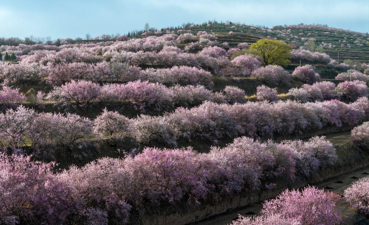 China Xinhua News tweet media