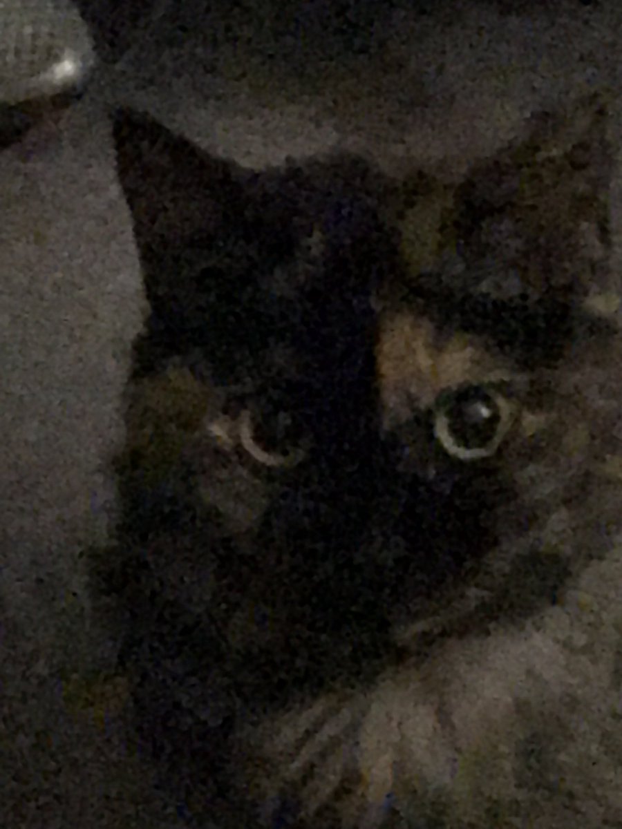 ひろ🫜🍊🍎赤カブ🍑🐰🥕 tweet media