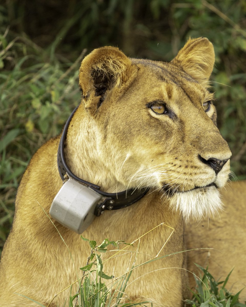 Musinguzi Elly 🎬 tweet media