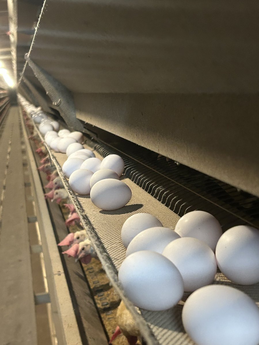 サイケ猫あくびﾀﾝFX🥰 tweet media