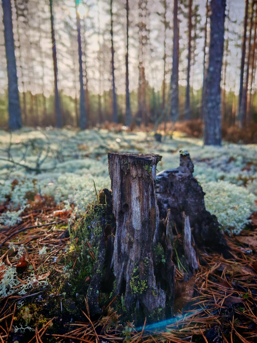 Aija_H's tweet photo. Aamulenkki raikkaasta ilmasta nauttien. #Luumäki https://t.co/kkk3oHWLnO