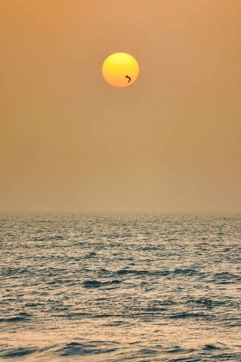 A bird flies across a hazy sunset over the ocean. 🌊🪽
©️ Chema Photo