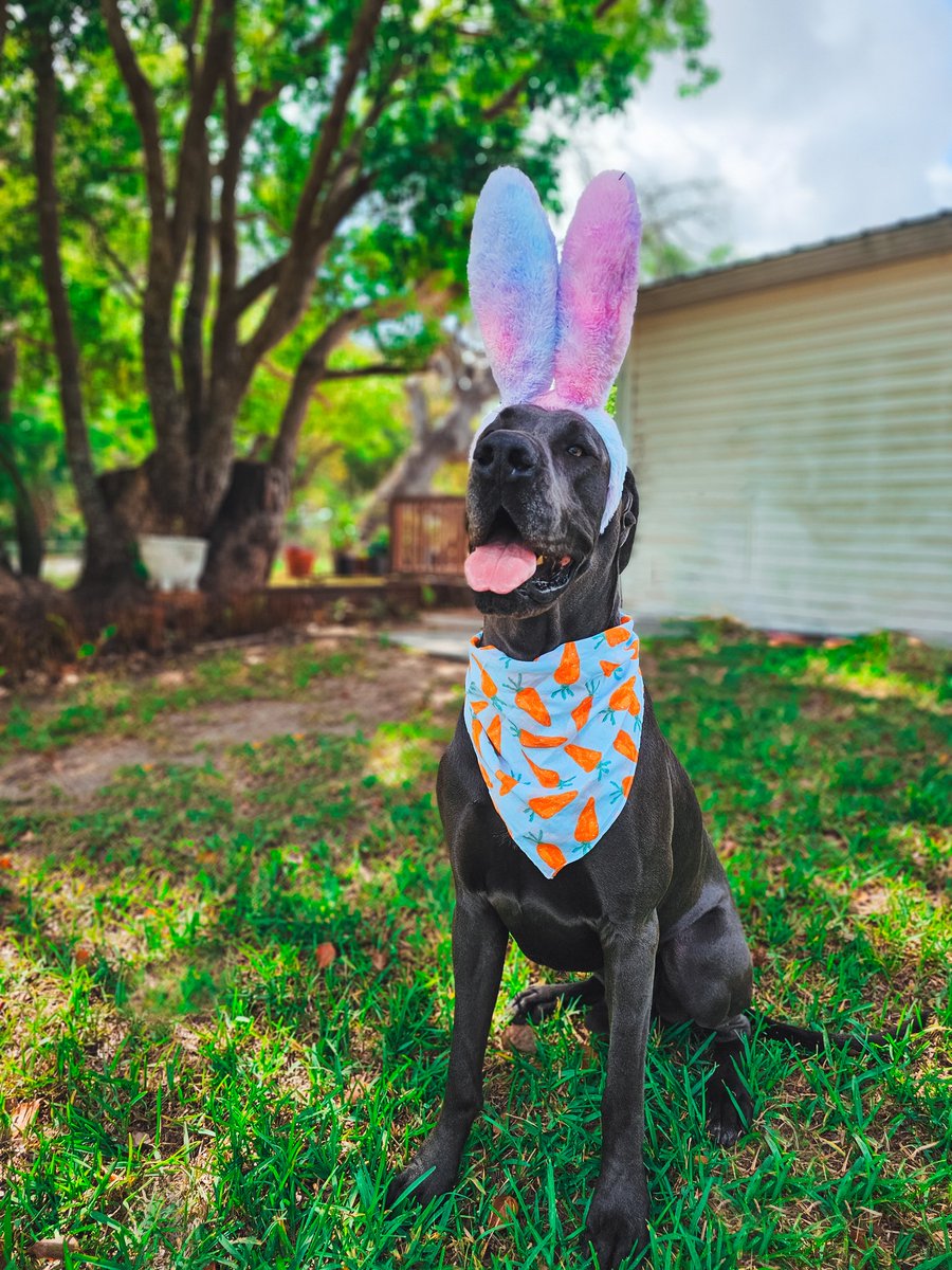 Dane Shenanigans - Great Danes (@FergusGreatDane) / Posts / X