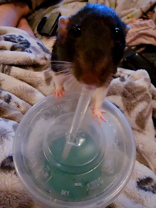 rattyondalean's tweet photo. ratty on da good good https://t.co/OSXm7WmCxn