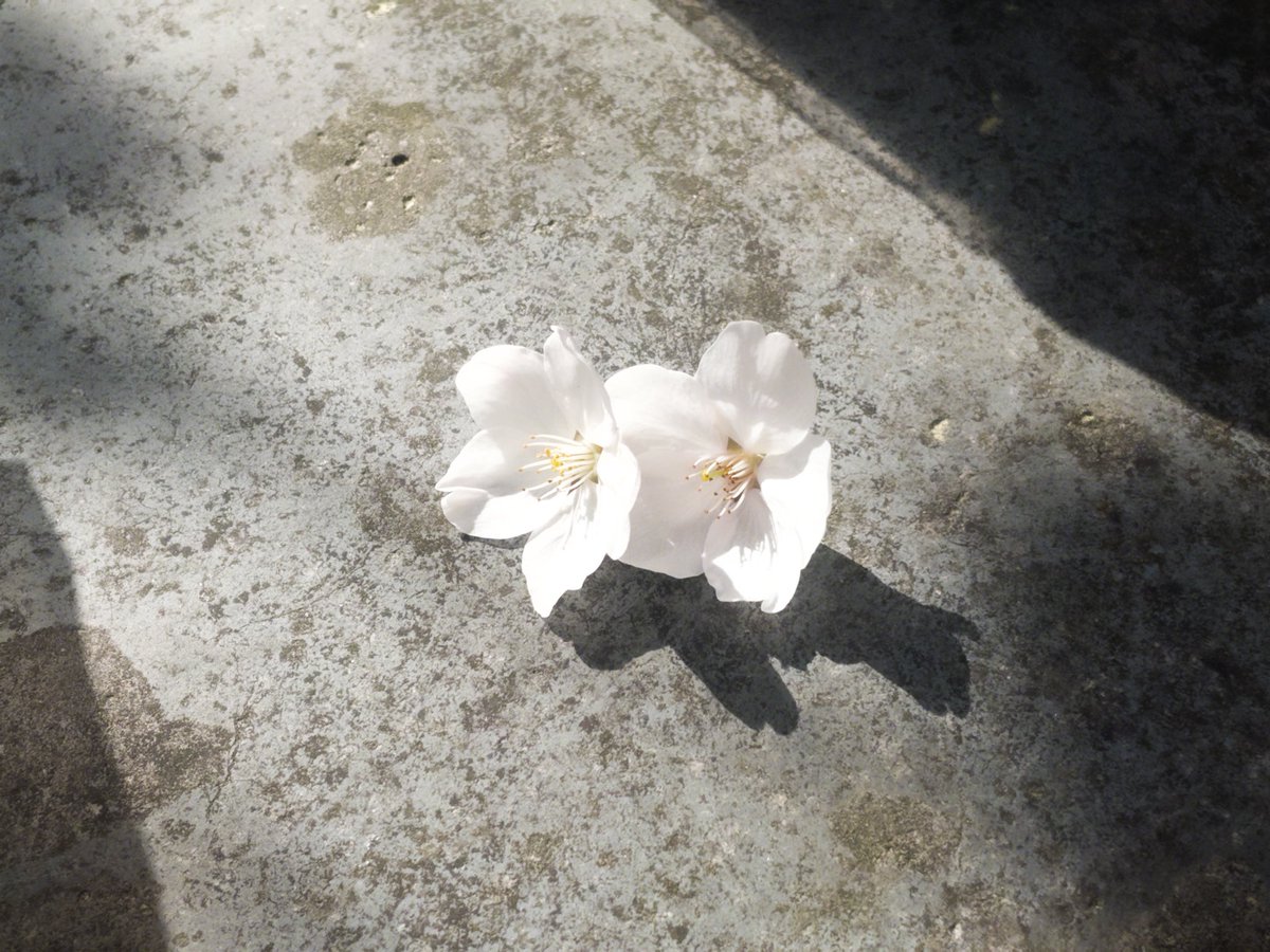 ⋆ ☄︎. ·˚ * ꙳ tweet media