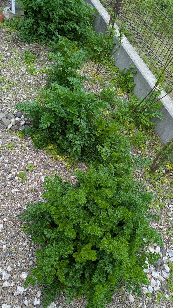 tantopontoshima tweet media