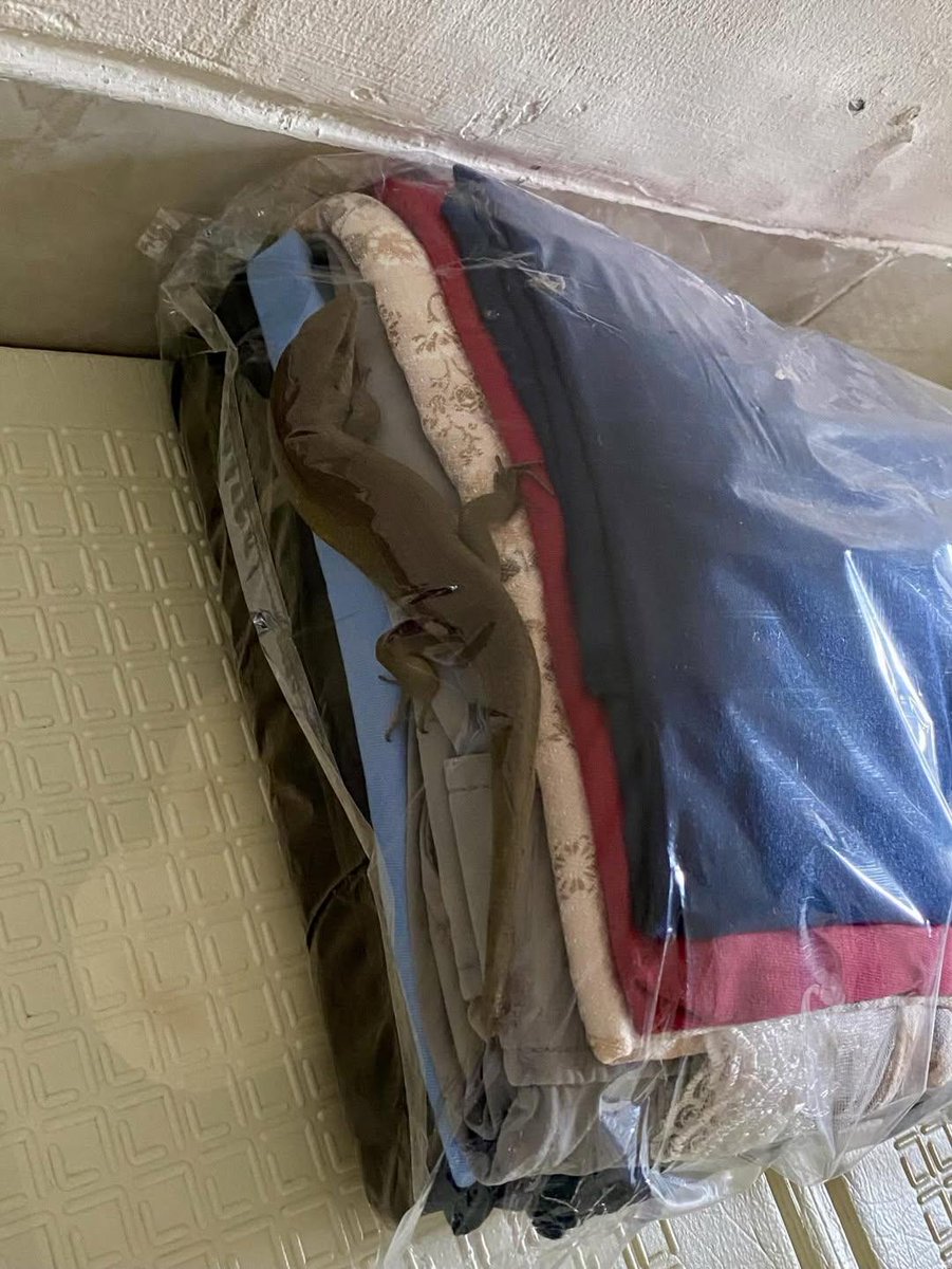 aril piterpen tweet media