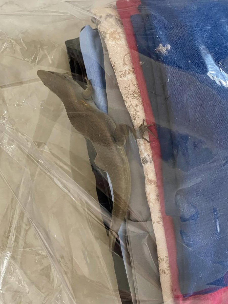 aril piterpen tweet media