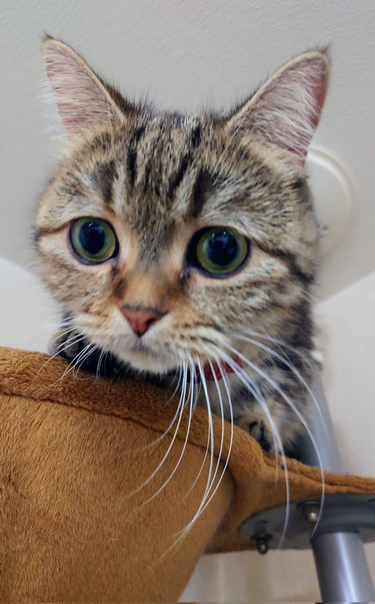 続、哲ちゃんの沖釣り、管釣り及び猫日記 tweet media