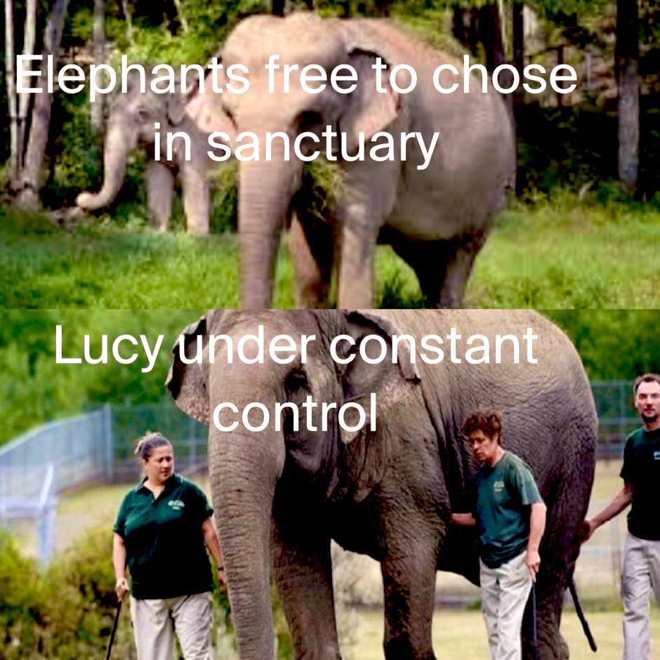 Cosmicbrigade's tweet image. )@EddieRobar Ublocked #Lucy moving to sanctuary &amp;amp; you say #YEG finances R your priority

So why not allow compassion to replace cages &amp;amp; allow creativity to run free by transforming #YegZoo into an EcoPark focusing on 🇨🇦red list species
Allow #Sanctuary to take the $ of an aging🐘